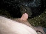 Cow Vagina Porn